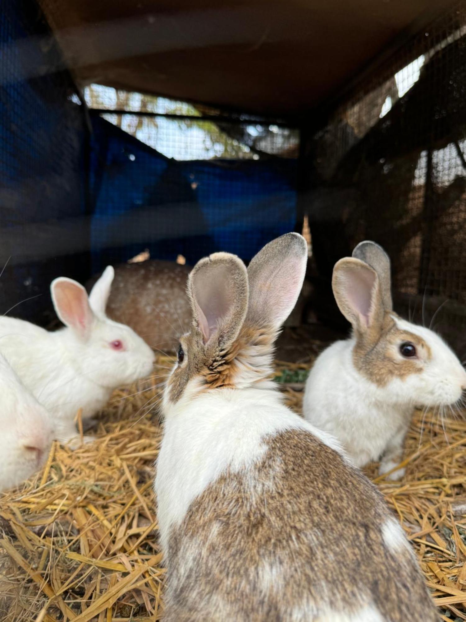 Chikoo Farm Inn Μπανγκαλόρ Εξωτερικό φωτογραφία