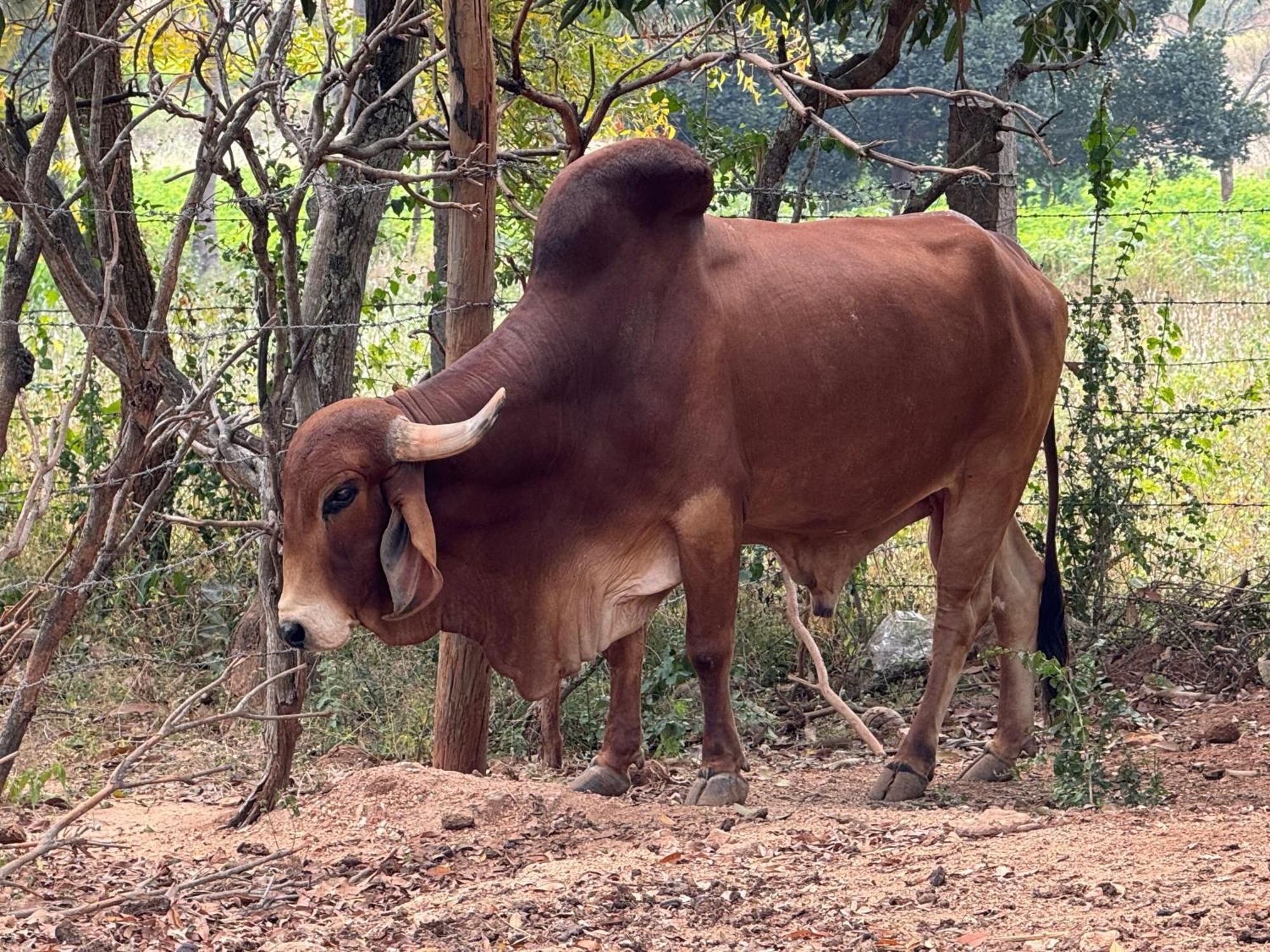 Chikoo Farm Inn Μπανγκαλόρ Εξωτερικό φωτογραφία