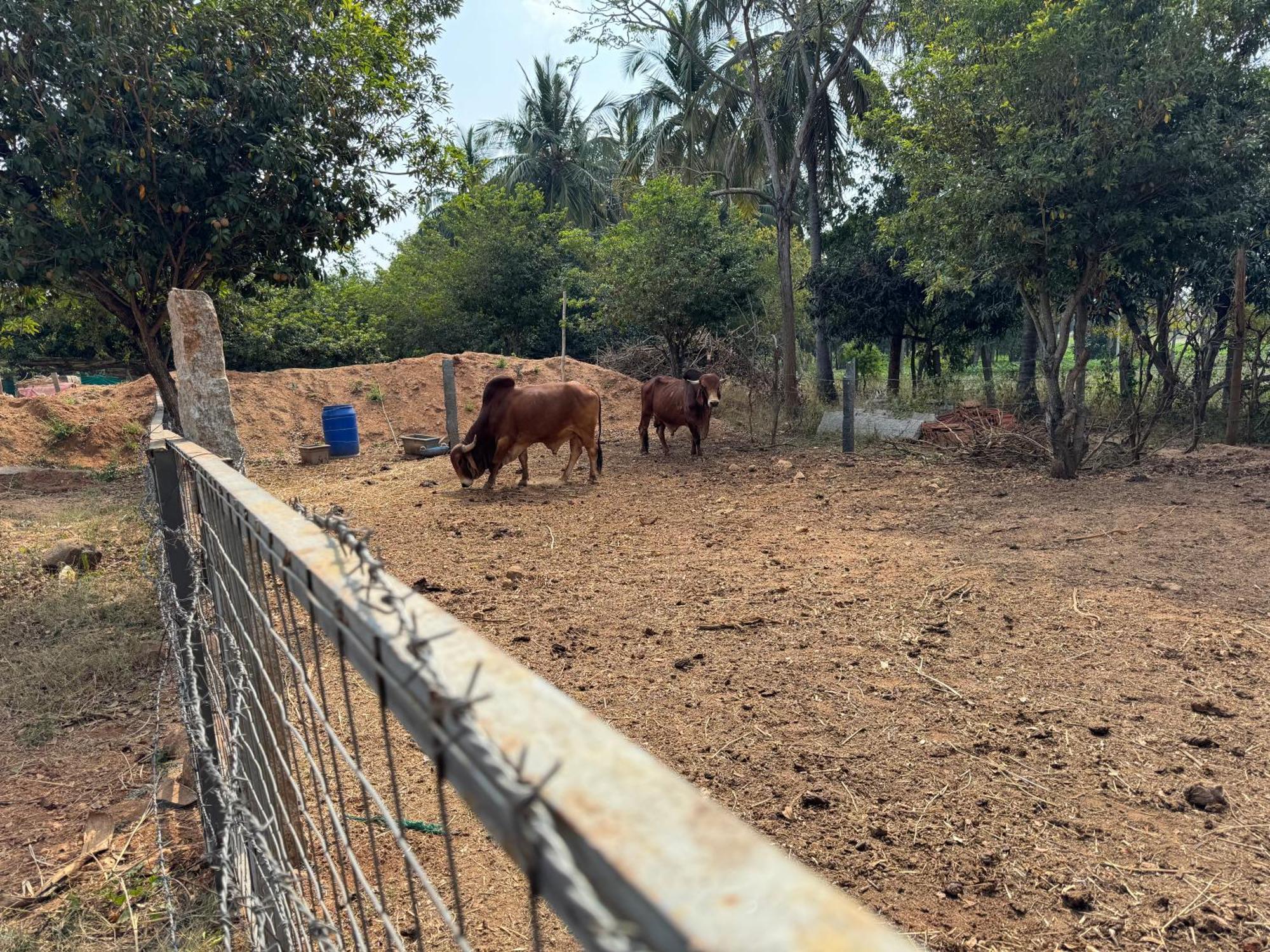 Chikoo Farm Inn Μπανγκαλόρ Εξωτερικό φωτογραφία
