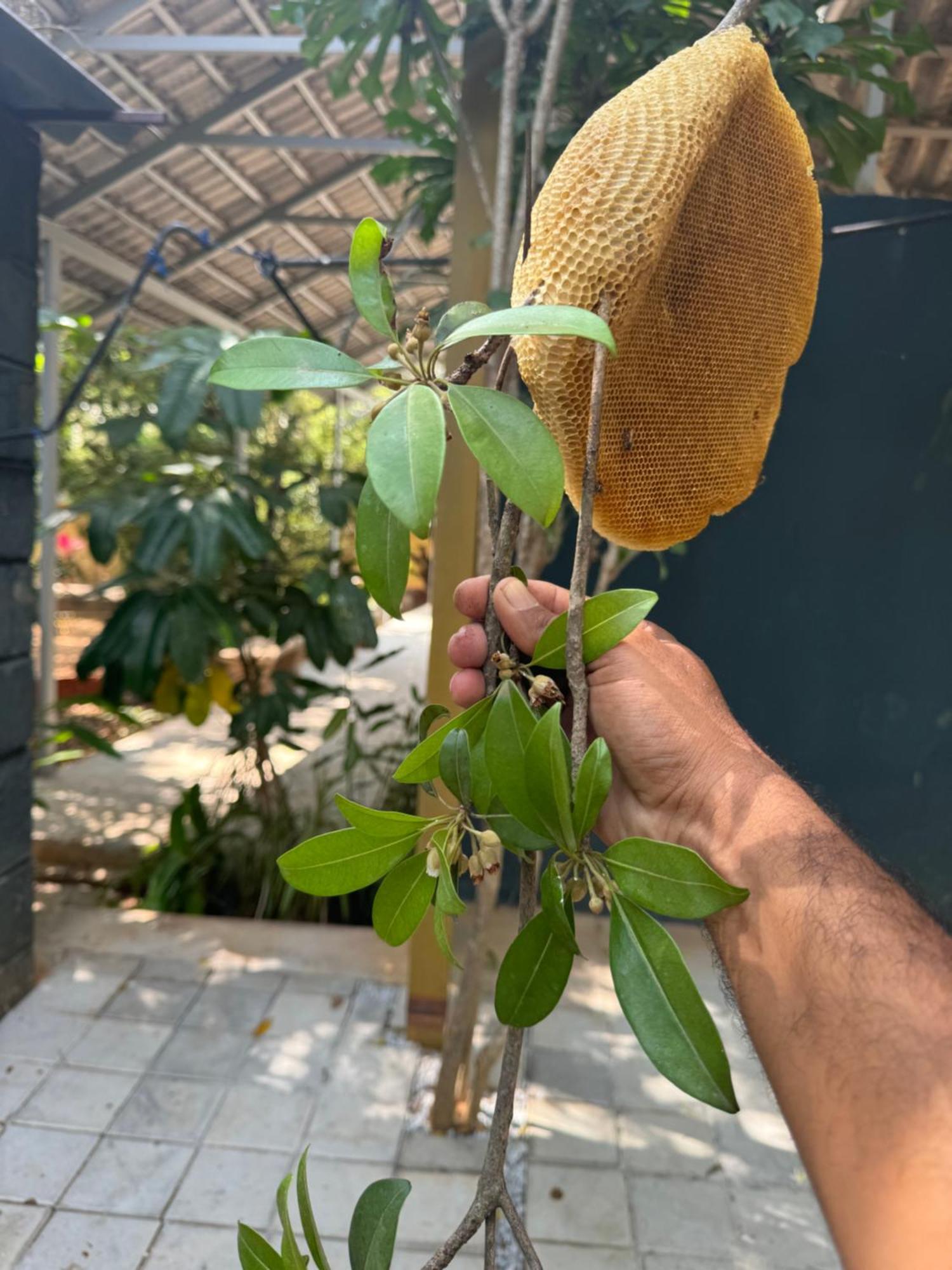 Chikoo Farm Inn Μπανγκαλόρ Εξωτερικό φωτογραφία